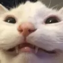 Կպչուն պիտակ