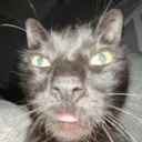 Կպչուն պիտակ