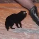 Կպչուն պիտակ