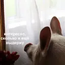 Стикер