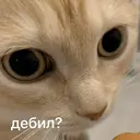 Стикер