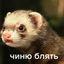 Стикер