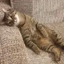 สติกเกอร์