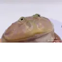 Naklejka