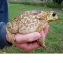 Naklejka