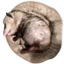 Límmiði