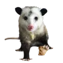 Límmiði
