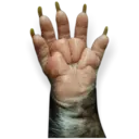 Límmiði