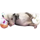 Límmiði