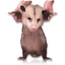 Límmiði
