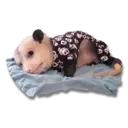 Límmiði