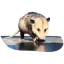 Límmiði