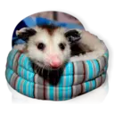 Límmiði