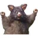 Límmiði