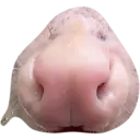 Límmiði