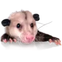 Límmiði
