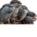 Ngjitës