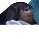 Ngjitës