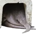 Ngjitës