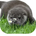 Ngjitës