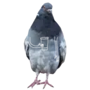 Pelekat