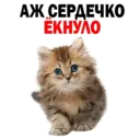 Ngjitës