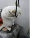 Çıkartma