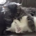 สติกเกอร์