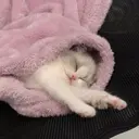 สติกเกอร์