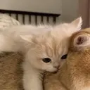 สติกเกอร์