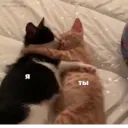 สติกเกอร์
