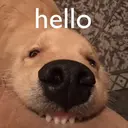Samolepka
