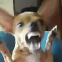 ملصق