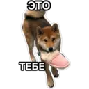 สติกเกอร์