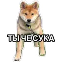 สติกเกอร์