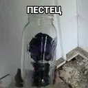 Стикер