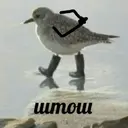 Stika