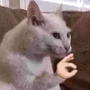 Stika