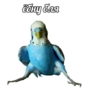 Կպչուն պիտակ