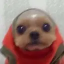 Samolepka