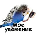 Կպչուն պիտակ