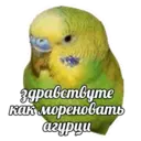 Կպչուն պիտակ