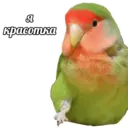 Կպչուն պիտակ