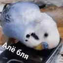 Կպչուն պիտակ