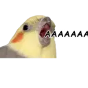 Կպչուն պիտակ