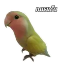 Կպչուն պիտակ