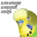 Կպչուն պիտակ