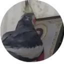 Կպչուն պիտակ