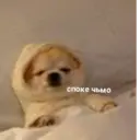 Налепница