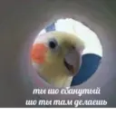 Налепница